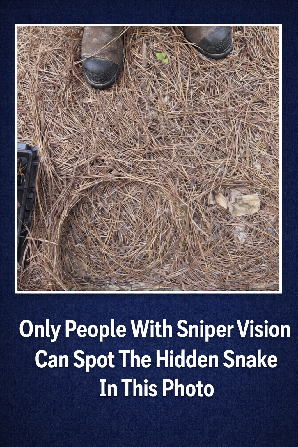 Think You Have Sniper Vision? Spot the Hidden Snake in This Photo