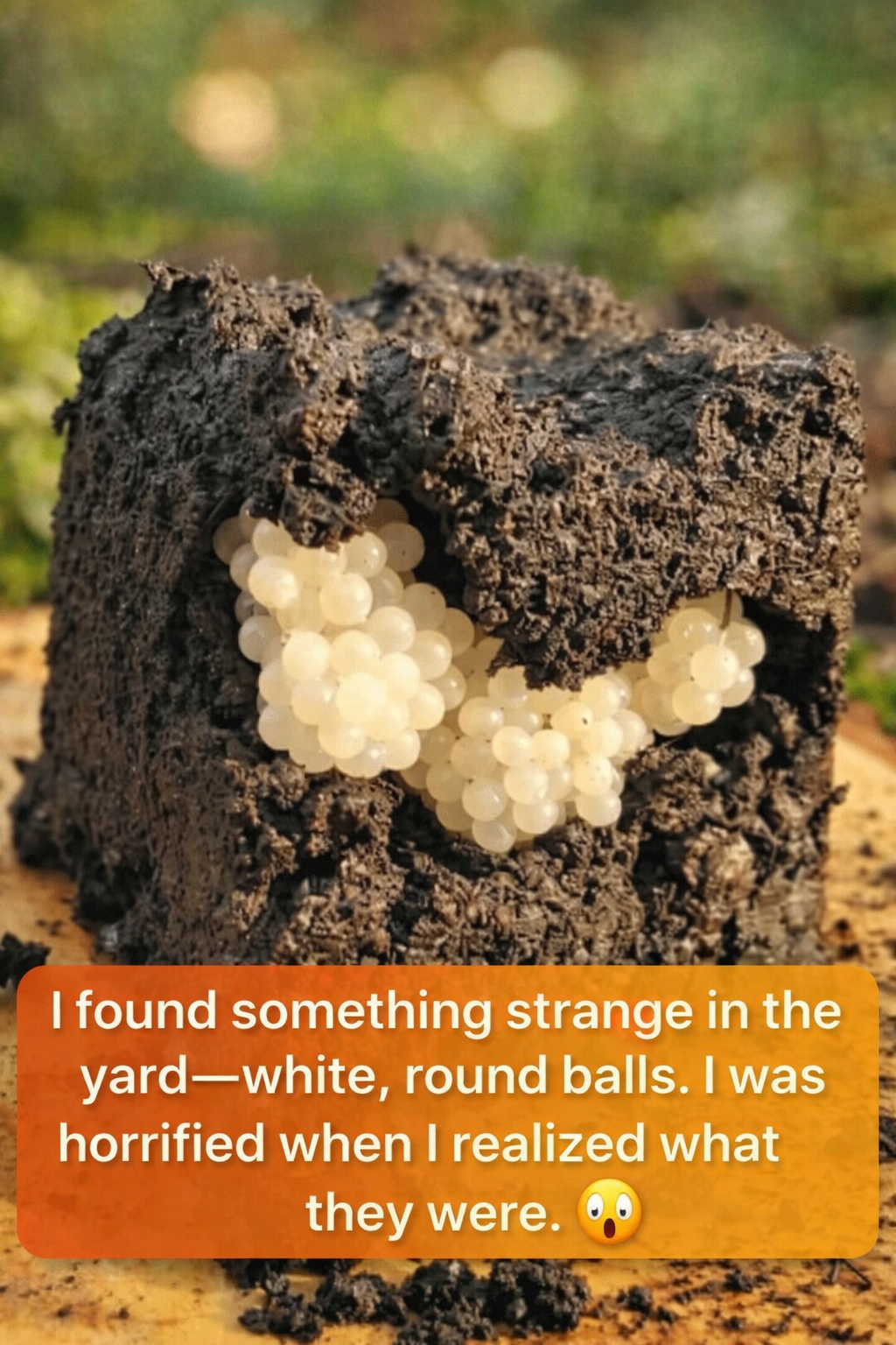 This Garden Discovery Left Me Completely Stunned