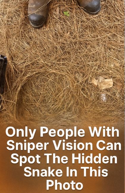 A Snake Is Hidden in This Photo — Can Your Sniper Vision Spot It?