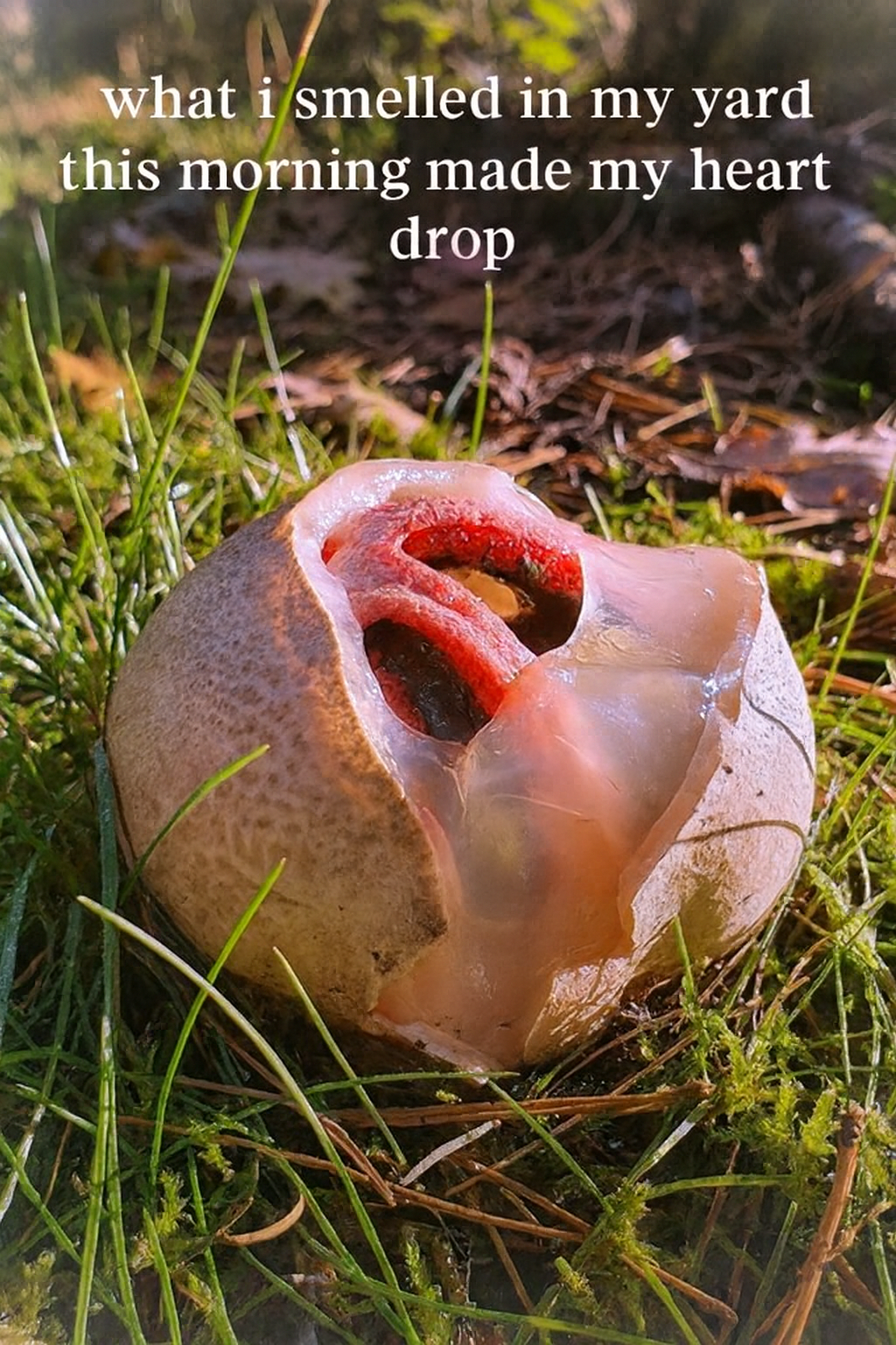 What I Discovered in My Garden Still Gives Me Chills