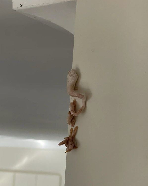 What Pink Residue on Walls Could Mean for Your Home