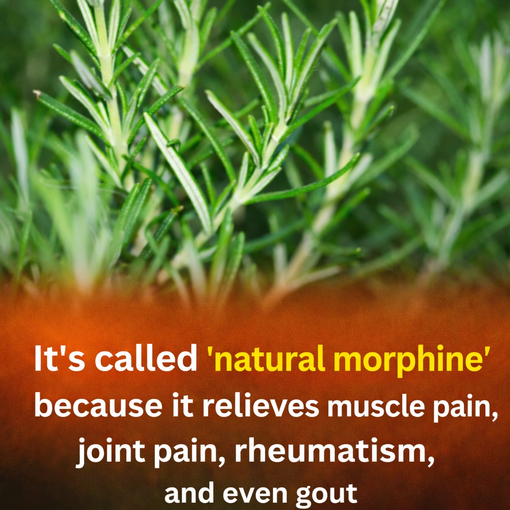 The Surprising Benefits of Rosemary for Healthy Aging