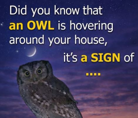 The Significance of Seeing an Owl Near Your Home at Night