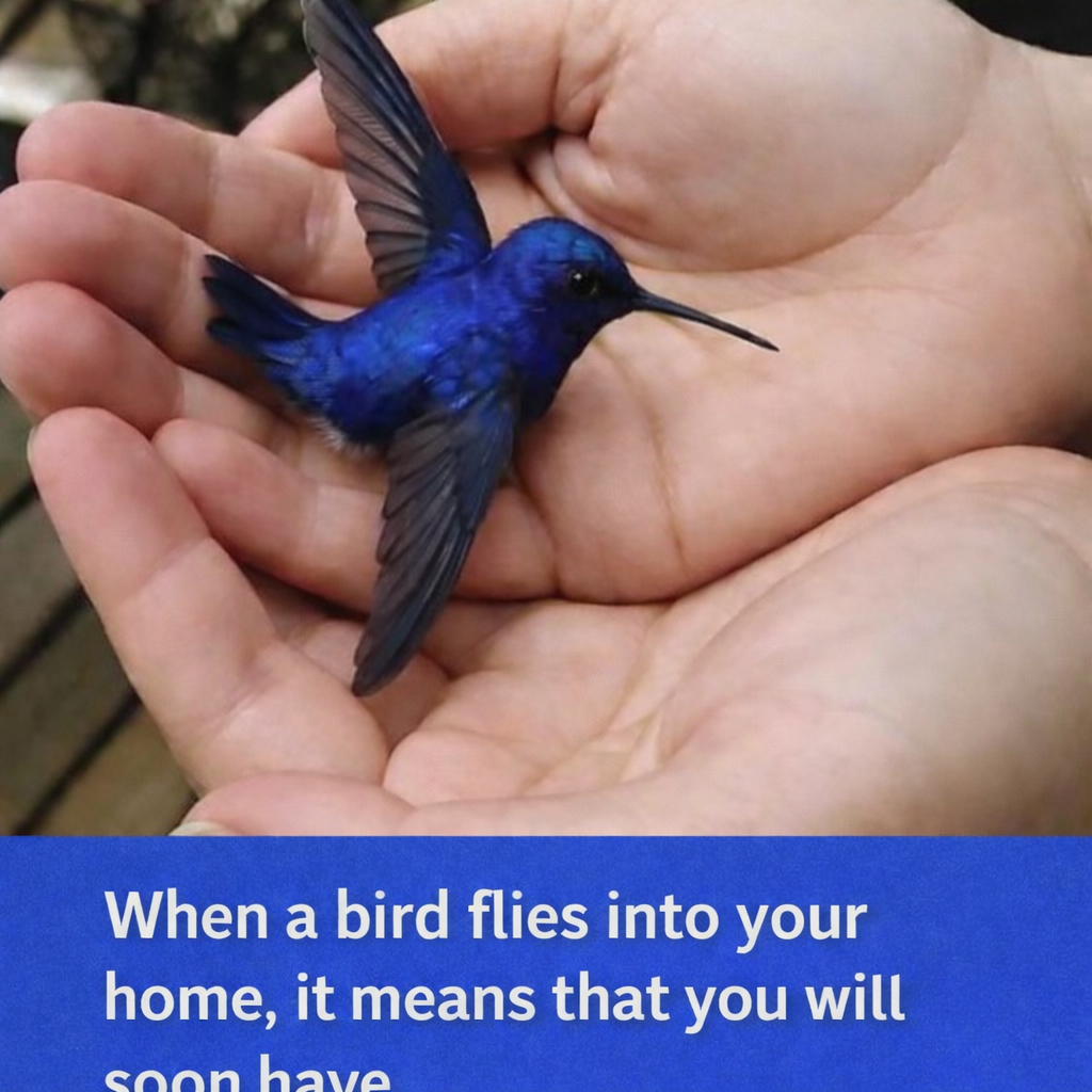 The Surprising Meaning Behind a Hummingbird Visiting Your Home
