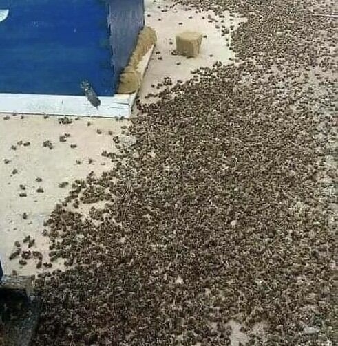 Why Bees Are Essential to Life on Earth