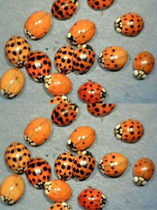 The Hidden Meaning of Yellow Ladybugs