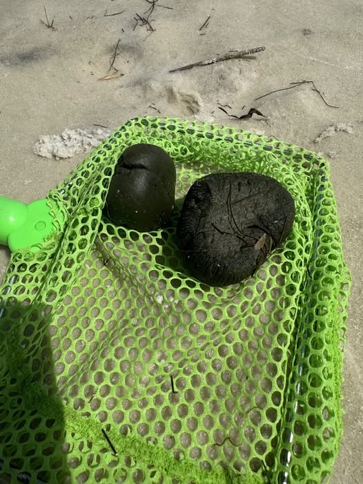 Kids Found These Strange Objects on the Beach — Experts Were Stunned