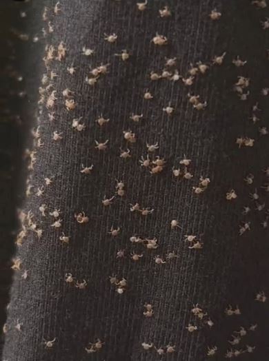 I Found These All Over My Pant Leg During My Walk Today