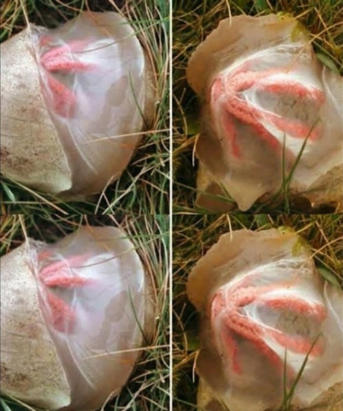 The Garden Moment That Changed Everything